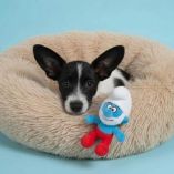 Pitufino fue devuelto al refugio tras solo 10 días de adopción, generando indignación en redes sociales.