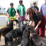 Perros rescatados del Refugio Franciscano.