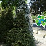 ¿Dónde llevar mi árbol de Navidad después de las fiestas? Centros de Acopio CDMX