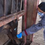Contención del gusano barrenador del ganado