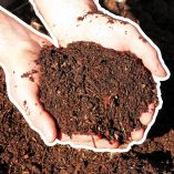 ¿Cuál es el animal con más de un corazón en el mundo?