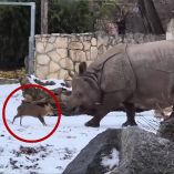 El pequeño ciervo encaró a un rinoceronte sin pensárselo dos veces.