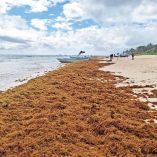 Playa de Quintana Roo repleta de sargazo.
