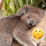 ¿Cuál es el animal que más duerme en el mundo?