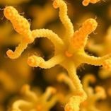 Microbiota temprana y alergias: lo que dice la ciencia.