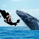 ¿Dónde ver ballenas en México?