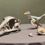 El Xenovenator espinosai, un nuevo dinosaurio carnívoro que habitó la región durante el Cretácico Tardío, fue descubierto en Coahuila.