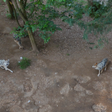 En Estados Unidos, la estimación de la densidad potencial es alta (21.4–52.7 lobos/1000 km2), debido a la presencia de tres ungulados (presas).