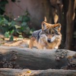 Con la llegada de cinco lobos mexicanos, Durango recupera el aullido de esta especie emblemática en instalaciones seguras del Zoológico Sahuatoba.