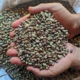 Grano mexicano de café