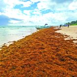 Ante la llegada atípica de sargazo, especialistas urgen a las autoridades a instalar barreras y dar mantenimiento.