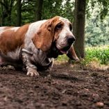 Saltillo sancionará a propietarios que suelten a sus mascotas en espacios públicos sin supervisión.