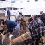 CIUDAD DE MÉXICO, 15ENERO2026.- Integrantes del refugio Franciscano pudieron visitar a sus perros que se encuentran en el alberge temporal en el Ajusco, esto tras más de una semana que los canes y gatos fueron reubicados. Los representantes del albergue se dijeron contentos de que los animales están en buenas condiciones. FOTO: GOBIERNO DE LA CIUDAD DE MÉXICO/CUARTOSCURO.COM