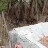 Hasta el momento, no se ha informado si alguna autoridad ambiental o de Protección Civil acudió al lugar para atender la situación o resguardar a los animales.