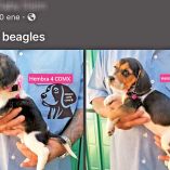 Captura de pantalla de un perfil de Facebook que ofrece cachorros en la CDMX.