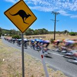 El polotón de la competencia ciclista se vio sorprendido por dos canguros.