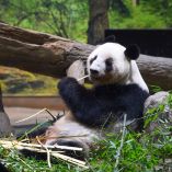 Los pandas llegaron por primera vez a Japón en 1972 como un regalo diplomático para celebrar la normalización de relaciones entre ambos países.
