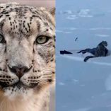 Aunque el esquiador sufrió heridas, su casco evitó lesiones más graves, aun así, fue trasladado de inmediato a un hospital local, donde se reporta en condición estable.