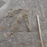 Huellas fósiles de dinosaurio impresas en una superficie rocosa en Inglaterra, visibles tras la erosión causada por tormentas, con regla de medición que muestra la escala del rastro prehistórico.