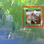 Perro mata a perrito de Quadri