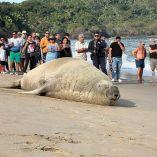 Cabe destacar que en el cuidado de esta fauna marina participan bomberos, personal de la Profepa y Protección Civil Municipal.