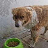 Perro rescatado de color café y blanco permanece de pie junto a un plato con croquetas tras haber perdido un ojo por una agresión con piedra en calles de la capital de Tlaxcala.