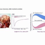 Investigadores del Instituto de Fisiología Celular de la UNAM analizan el papel de diminutas estructuras llamadas vesículas extracelulares, claves sobre cómo el cerebro intenta reorganizarse y sanar tras un evento cerebrovascular.