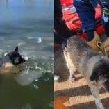 Rescatistas se adentran en el río congelado para salvar al perro atrapado.