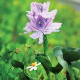 La característica flor violeta del lirio acuático.