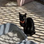 Gatos del Refugio Franciscano.