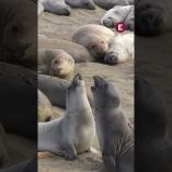 La Profepa destacó que el ejemplar se encuentra bien de salud, sin presentar heridas visibles ni comportamiento que indique que tenga alguna enfermedad.

#elefantemarino
#panchitocortes
#nayarit