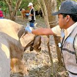 Integrante de la Senasica colocando medicamento a una res contra el gusano barrenador.