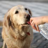 Cómo cuidar a tu perro en sus últimos días con calma y respeto