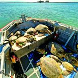 La Guardia Costera de EU y voluntarios trasladaron a santuarios a decenas de tortugas marinas que estaban aturdidas por el frío extremo en aguas del Golfo.
