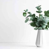 Cuidados una planta de eucalipto en casa