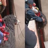 La perrita fue entregada sana y salva a su dueño