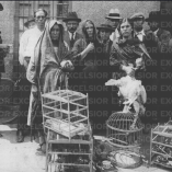 Fotografía histórica en blanco y negro de un grupo de personas reunidas frente a un edificio, junto a jaulas con aves aseguradas como evidencias, relacionada con la investigación del multihomicidio de Peralvillo ocurrido en 1929 en la Ciudad de México.