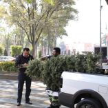 Árboles de Navidad recolectados en BJ.