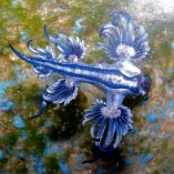 Dragón azul (Glaucus atlanticus): qué es y qué pasa si lo tocas Foto Canva