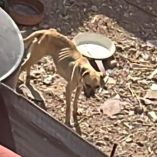 Uno de los perros rescatados en la colonia Arboledas, en Tula de Allende, presentaba un estado avanzado de desnutrición y vivía en condiciones insalubres antes de ser puesto a salvo.