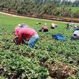 Jornaleros oaxaqueños trabajando el campo bajacaliforniano.