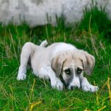 Moquillo canino: etapas, síntomas y cuándo acudir al veterinario