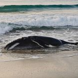 Fue encontrado en el Santuario Barra de la Cruz-Playa Grande, Oaxaca.