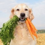 Un nuevo estudio ha revelado que, en muchos casos, cambiar a los perros a una dieta más sostenible puede tener un mayor impacto positivo en el planeta y en los animales de granja que modificar la propia alimentación.