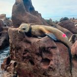 El enmallamiento de fauna marina es una de las principales amenazas para estas especies, ya que puede provocar lesiones y limitaciones en la movilidad.