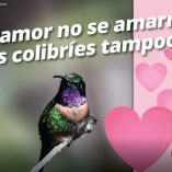 Imagen de un colibrí posado sobre una rama con fondo difuminado y corazones gráficos alusivos a San Valentín. El mensaje advierte que los colibríes cumplen funciones ecológicas esenciales y no deben utilizarse como amuletos de amor, en campaña de Profepa.
