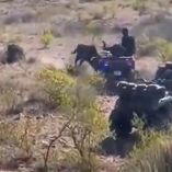 Toro de lidia ataca a policías