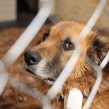 El veterinario Felipe Aguirre dio a conocer que el gusano barrenador es la larva de una mosca y se alimenta de la carne en heridas de animales o personas, alimentándose de la carne de su víctima.FOTO: GALO CAÑAS/CUARTOSCURO.COM