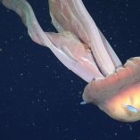 Desde su descripción en 1910, solo se han registrado oficialmente alrededor de 120 avistamientos en más de 110 años.