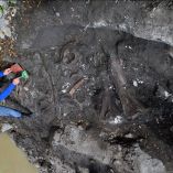 Las piezas fueron encontradas en Cartago y corresponden a especies de la megafauna del Pleistoceno.